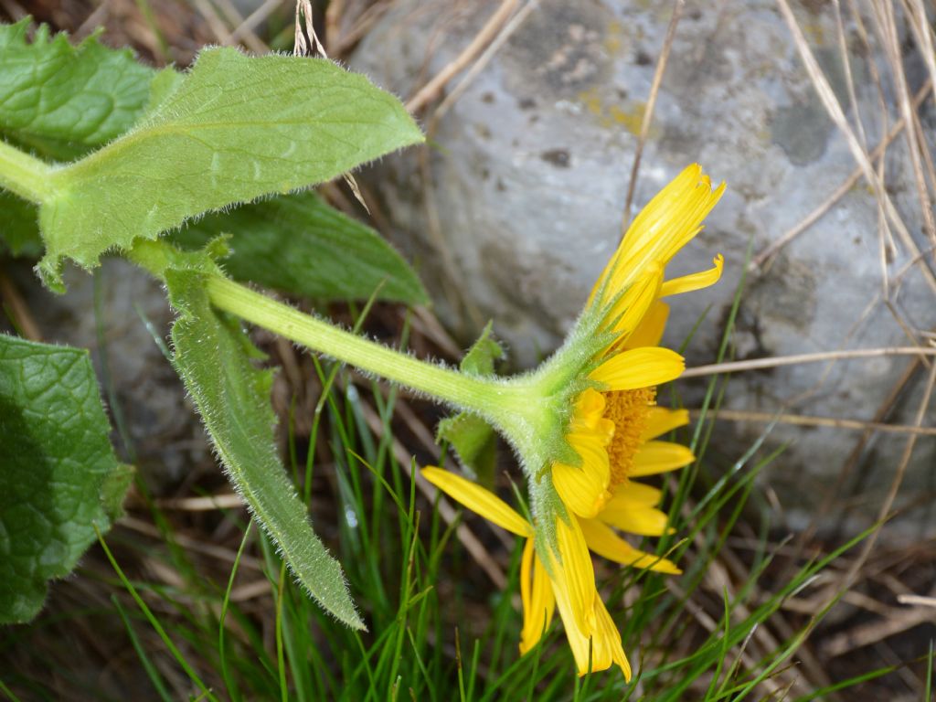 Doronicum grandiflorum